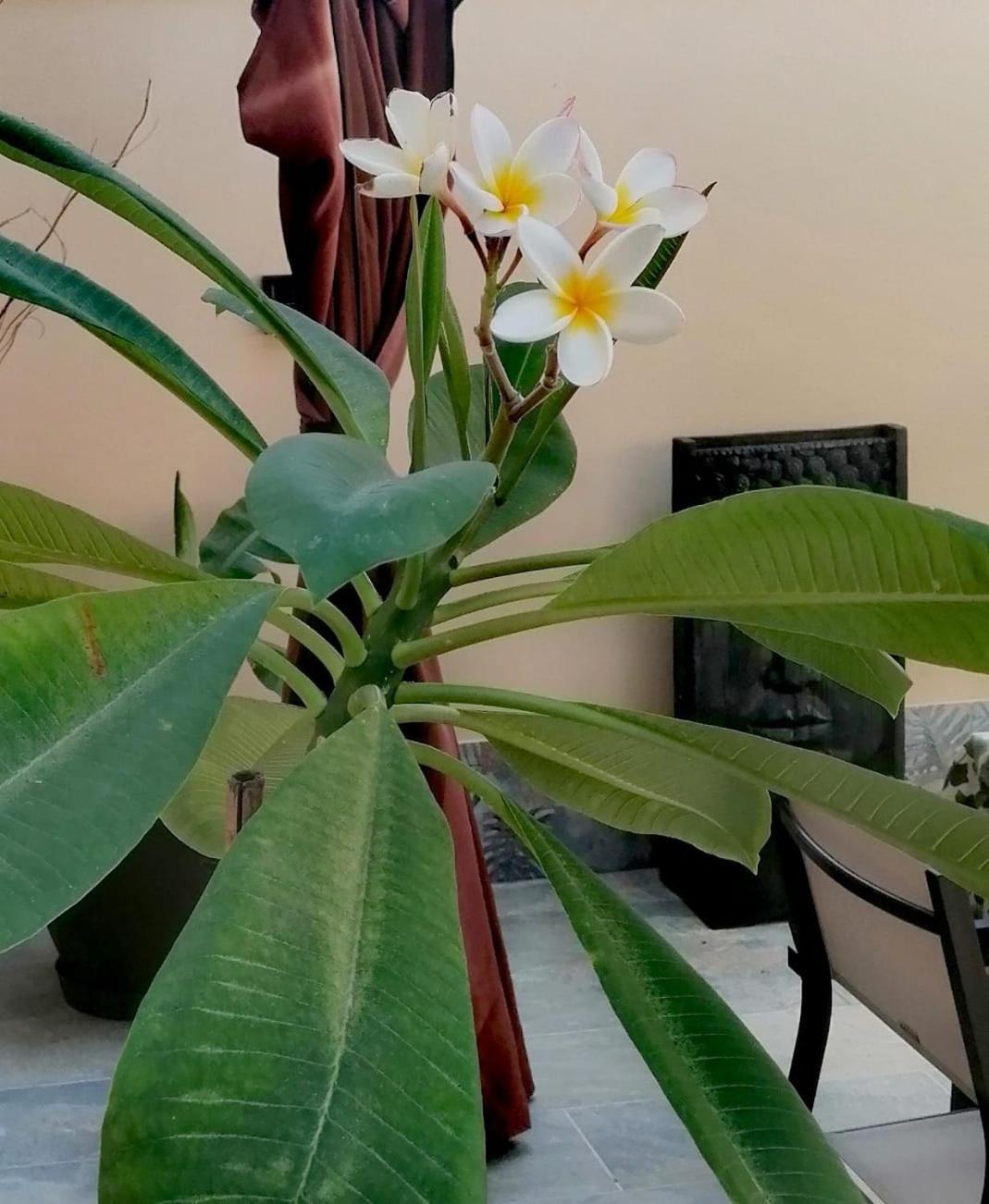 Mikalita Villa San Fernando Ngoại thất bức ảnh